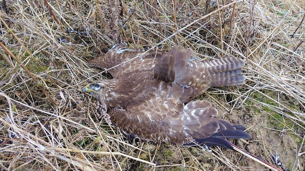Další uhynulá zvířata na Klatovsku. Káňata a lišky zřejmě někdo otrávil